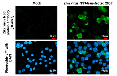 Anti-Zika virus NS3 protein antibody [HL4975] used in Immunocytochemistry/ Immunofluorescence (ICC/IF). GTX645061